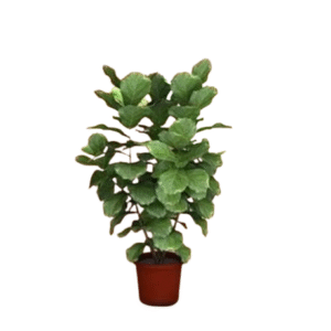 3D Smart Sticker ( Set of 4 )